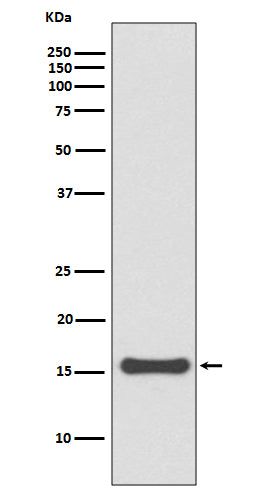 Anti-SUMO4 Rabbit Monoclonal Antibody Boster Bio