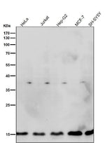 Anti-Histone H3.3 H3F3A Rabbit Monoclonal Antibody Boster Bio