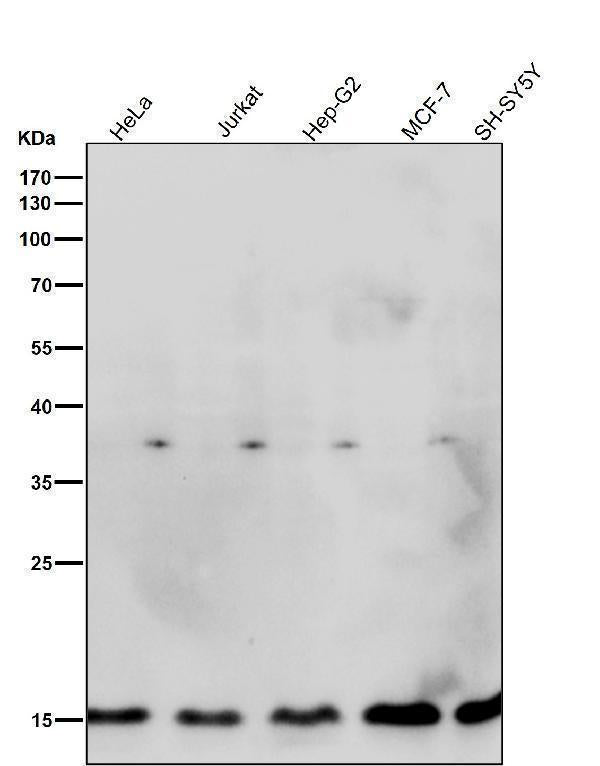 Anti-Histone H3.3 H3F3A Rabbit Monoclonal Antibody Boster Bio