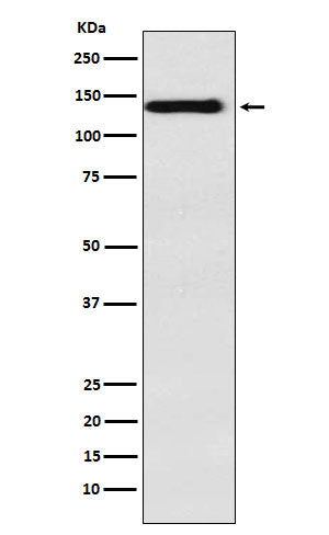 Anti-Integrin alpha 9 Rabbit Monoclonal Antibody Boster Bio
