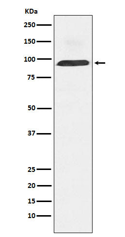 Anti-Dynamin 3 Rabbit Monoclonal Antibody Boster Bio