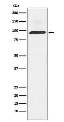 Anti-Dynamin 3 Rabbit Monoclonal Antibody Boster Bio