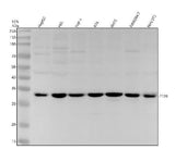 Anti-TF2B Rabbit Monoclonal Antibody Boster Bio
