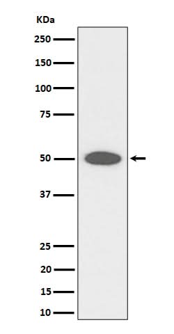 Anti-CEP43 Rabbit Monoclonal Antibody Boster Bio