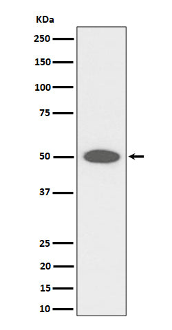 Anti-CEP43 Rabbit Monoclonal Antibody Boster Bio