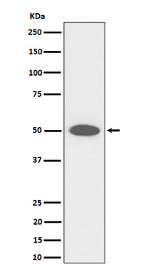Anti-CEP43 Rabbit Monoclonal Antibody Boster Bio