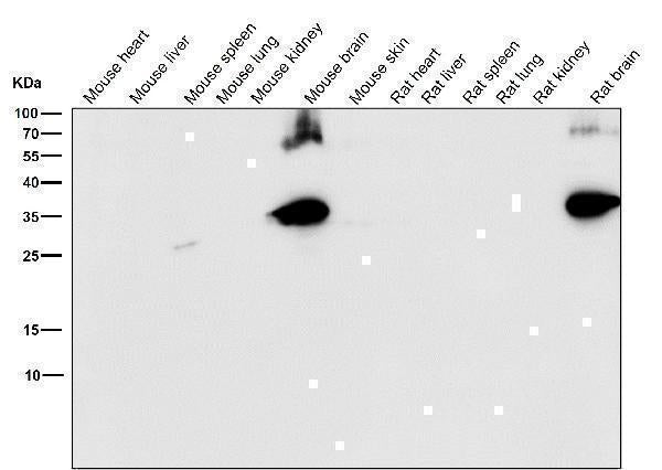 Anti-Syntaxin Rabbit Monoclonal Antibody Boster Bio