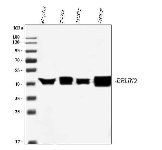 Anti-Erlin-2/ERLIN2 Antibody Picoband® (monoclonal, 3H9A2 Boster Bio