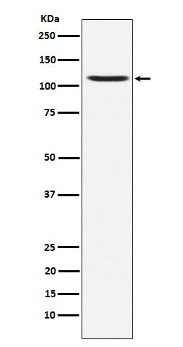 Anti-GluA4 Rabbit Monoclonal Antibody Boster Bio