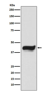 Anti-IKB epsilon NFKBIE Monoclonal Antibody Boster Bio