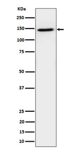 Anti-TAF3 Rabbit Monoclonal Antibody Boster Bio