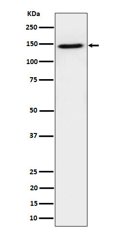 Anti-TAF3 Rabbit Monoclonal Antibody Boster Bio