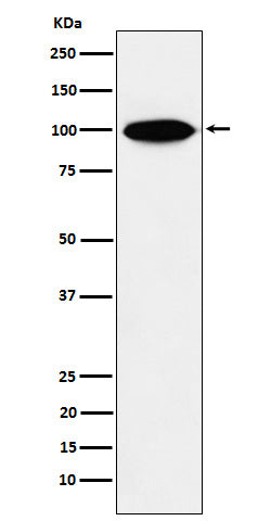 Anti-KIFAP3 Rabbit Monoclonal Antibody Boster Bio