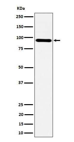 Anti-TNS4 Rabbit Monoclonal Antibody Boster Bio