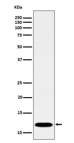 Anti-PCBD1 Rabbit Monoclonal Antibody Boster Bio