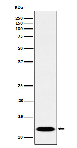 Anti-PCBD1 Rabbit Monoclonal Antibody Boster Bio