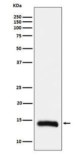 Anti-Histone H2B (formyl K108) Rabbit Monoclonal Antibody Boster Bio