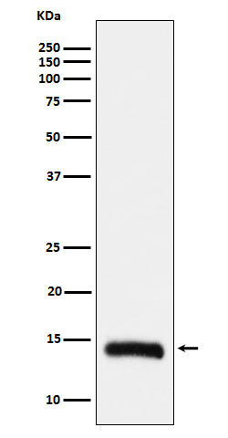 Anti-Histone H2B (formyl K108) Rabbit Monoclonal Antibody Boster Bio