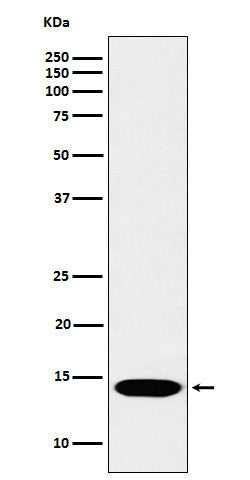 Anti-Histone H2B (mono methyl K116) Rabbit Monoclonal Antibody Boster Bio