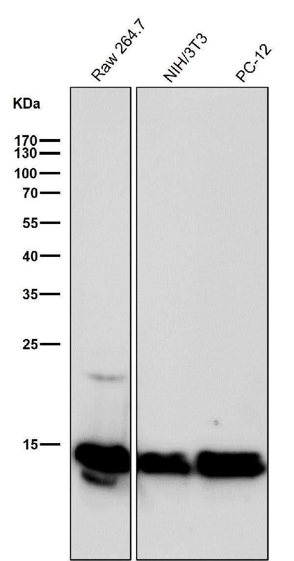 Anti-Histone H2B (crotonyl K12) Rabbit Monoclonal Antibody Boster Bio