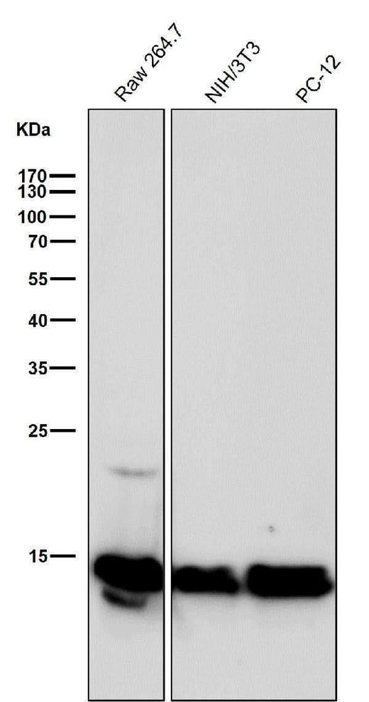 Anti-Histone H2B (crotonyl K12) Rabbit Monoclonal Antibody Boster Bio