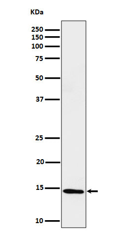 Anti-Histone H2B (formyl K116) Rabbit Monoclonal Antibody Boster Bio