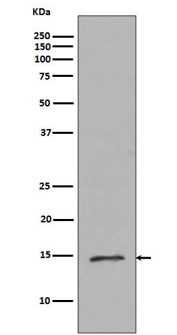 Anti-Histone H2B (mono methyl R79) HIST2H2BE Rabbit Monoclonal Antibody Boster Bio