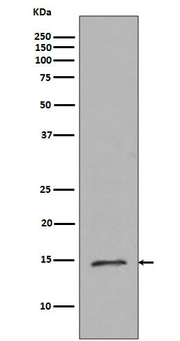 Anti-Histone H2B (mono methyl R79) HIST2H2BE Rabbit Monoclonal Antibody Boster Bio