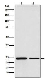 Anti-TBPL1 Monoclonal Antibody Boster Bio