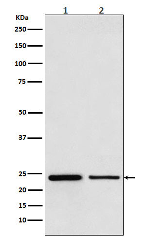 Anti-TBPL1 Monoclonal Antibody Boster Bio