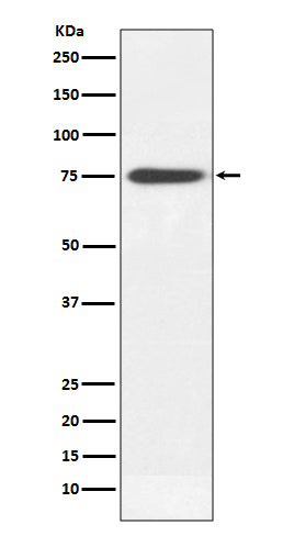 Anti-Human IgM IGHM Rabbit Monoclonal Antibody Boster Bio