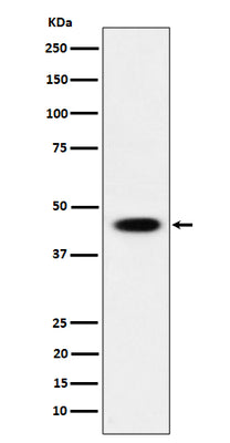 Anti-AdSS 2 Rabbit Monoclonal Antibody Boster Bio