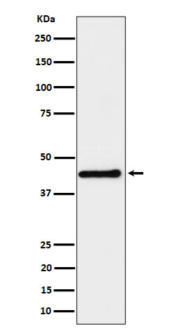 Anti-DPF2 Rabbit Monoclonal Antibody Boster Bio