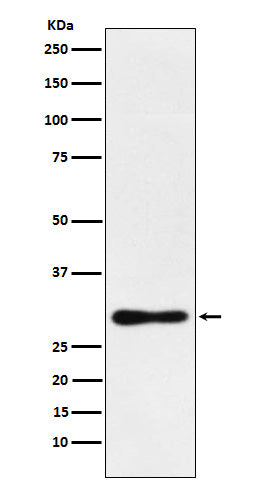 Anti-DDAH2 Monoclonal Antibody Boster Bio