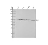 Anti-GRSF1 Rabbit Monoclonal Antibody Boster Bio