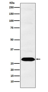 Anti-PSMA1 Monoclonal Antibody Boster Bio