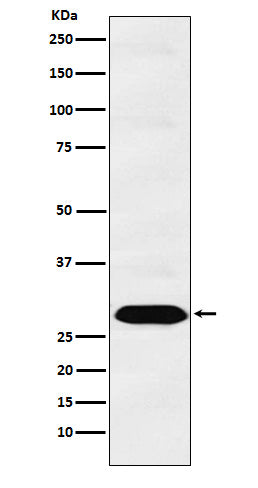 Anti-PSMA1 Monoclonal Antibody Boster Bio