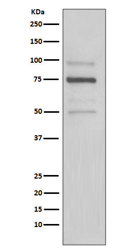 Anti-KDEL Rabbit Monoclonal Antibody Boster Bio