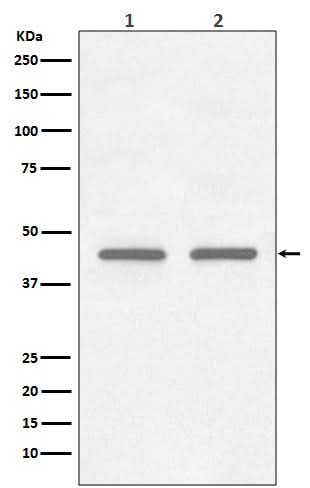 Anti-FNTB Rabbit Monoclonal Antibody Boster Bio