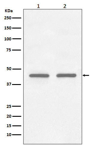 Anti-FNTB Rabbit Monoclonal Antibody Boster Bio