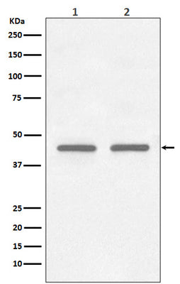 Anti-FNTB Rabbit Monoclonal Antibody Boster Bio