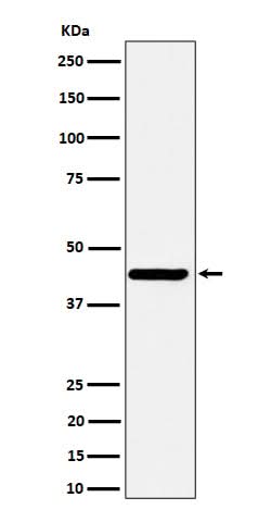 Anti-Nodal Rabbit Monoclonal Antibody Boster Bio