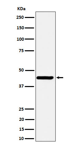 Anti-Nodal Rabbit Monoclonal Antibody Boster Bio