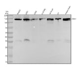 Anti-R Cadherin Rabbit Monoclonal Antibody Boster Bio