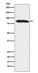 Anti-Dynein intermediate chain 1 Rabbit Monoclonal Antibody Boster Bio