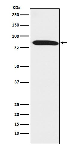 Anti-Dynein intermediate chain 1 Rabbit Monoclonal Antibody Boster Bio