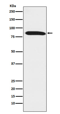 Anti-Dynein intermediate chain 1 Rabbit Monoclonal Antibody Boster Bio