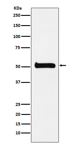 Anti-ULK3 Monoclonal Antibody Boster Bio
