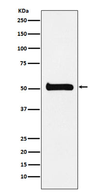 Anti-ULK3 Monoclonal Antibody Boster Bio