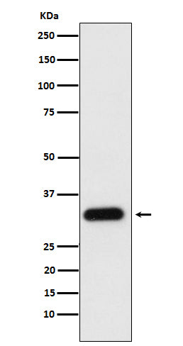 Anti-Apolipoprotein F Rabbit Monoclonal Antibody Boster Bio
